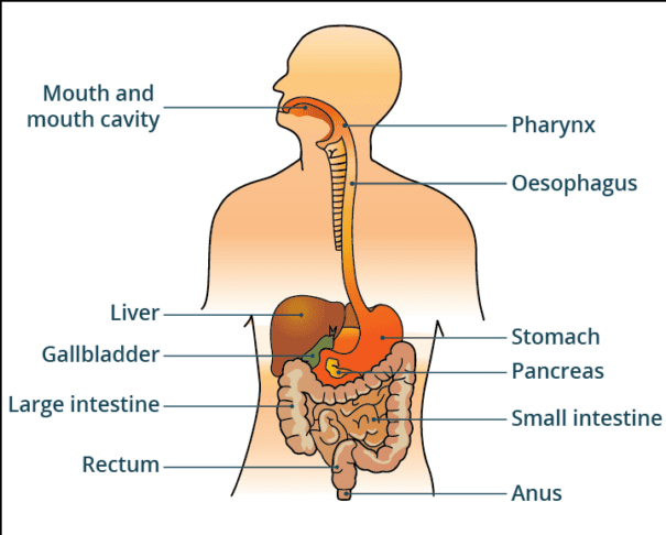 Velika zmota o pitju vode med jedjo: resnica vas lahko preseneti 2 pitje vode