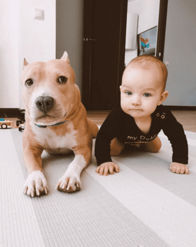 Ko pes postane varuška: 5 pasem, ki so najboljše z otroki 2 otrok pes