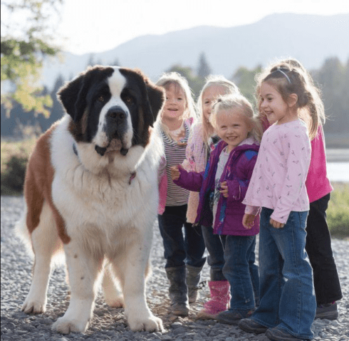 Ko pes postane varuška: 5 pasem, ki so najboljše z otroki 3 otrok pes