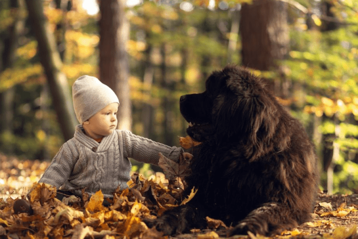 Ko pes postane varuška: 5 pasem, ki so najboljše z otroki 4 pes otrok