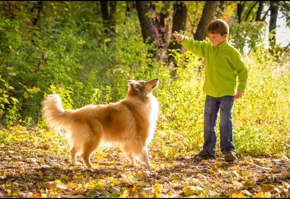 Ko pes postane varuška: 5 pasem, ki so najboljše z otroki 6 pes otrok