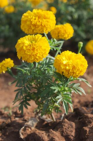 Tagetes erecta chendumalli chedi