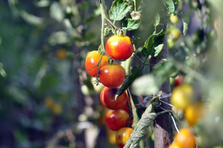 artellliii72 vegetables 7427230