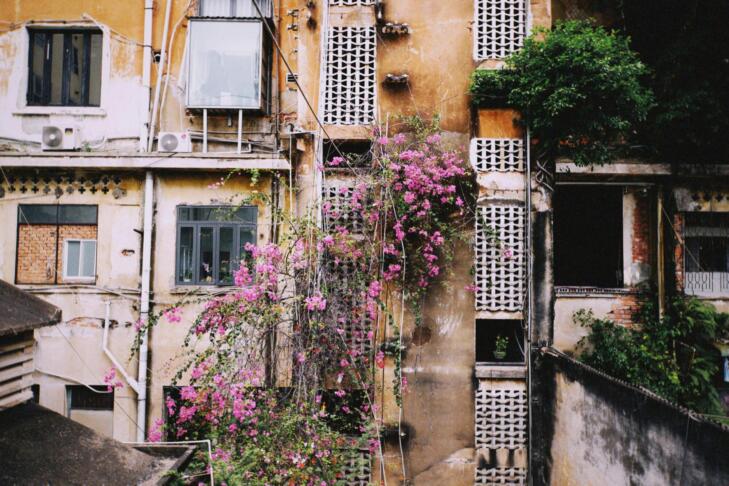 Zakaj se divje cvetlice selijo v mestna jedra? To so razlogi! 3 pexels silverkblack 36713609