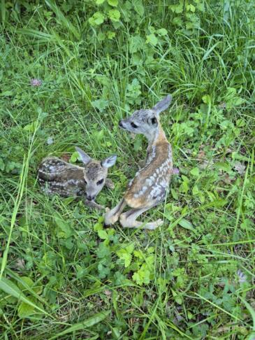 Ganljiva akcija: gasilci in lovci rešili dva nebogljena srnina mladička (foto) 2 gasilci rešili srne