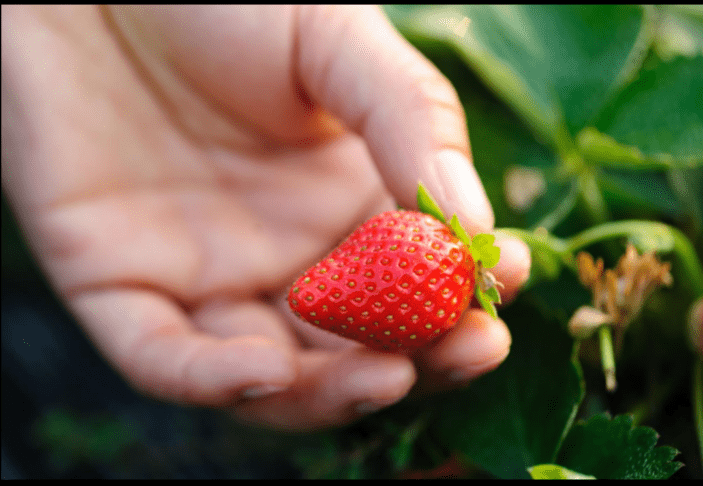 jagode