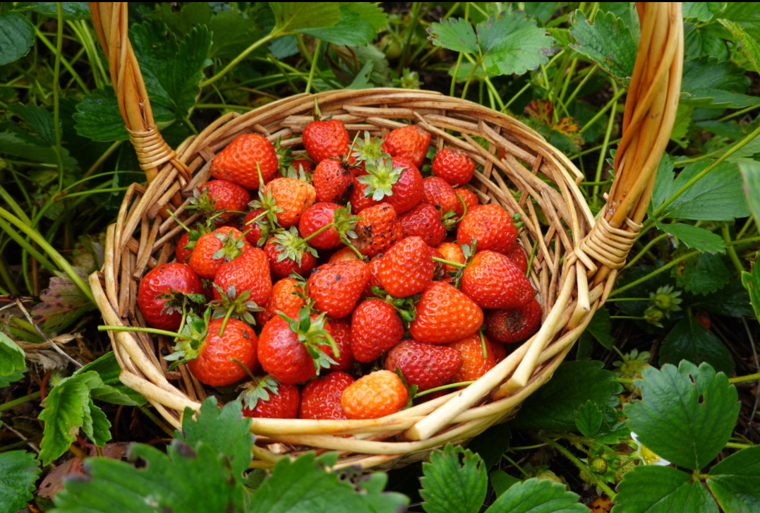 jagode