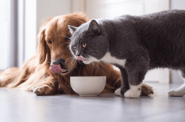 Veterinarji opozarjajo: te hrane psi in mačke nikoli ne bi smeli jesti 2 veterinar