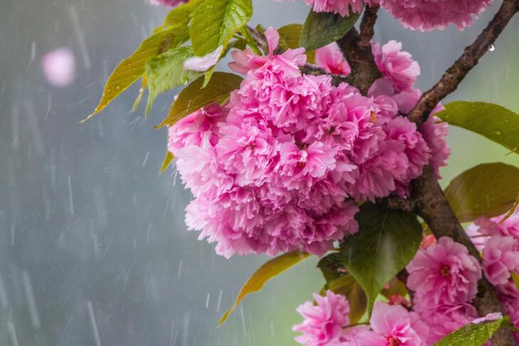 a different perspective cherry blossom in the rain 3350533 1920