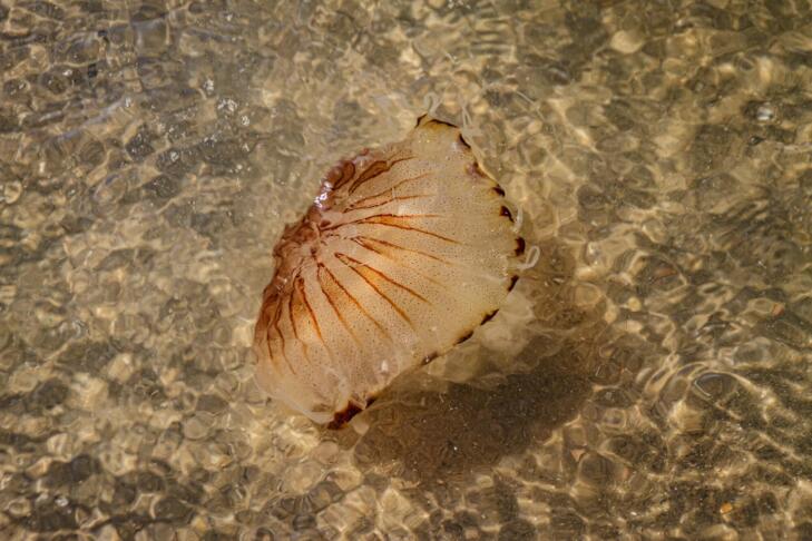 schuetz mediendesign compass jellyfish 5470624
