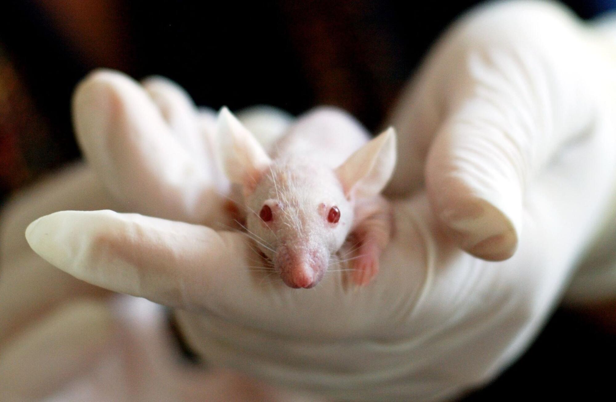 hantavirus
