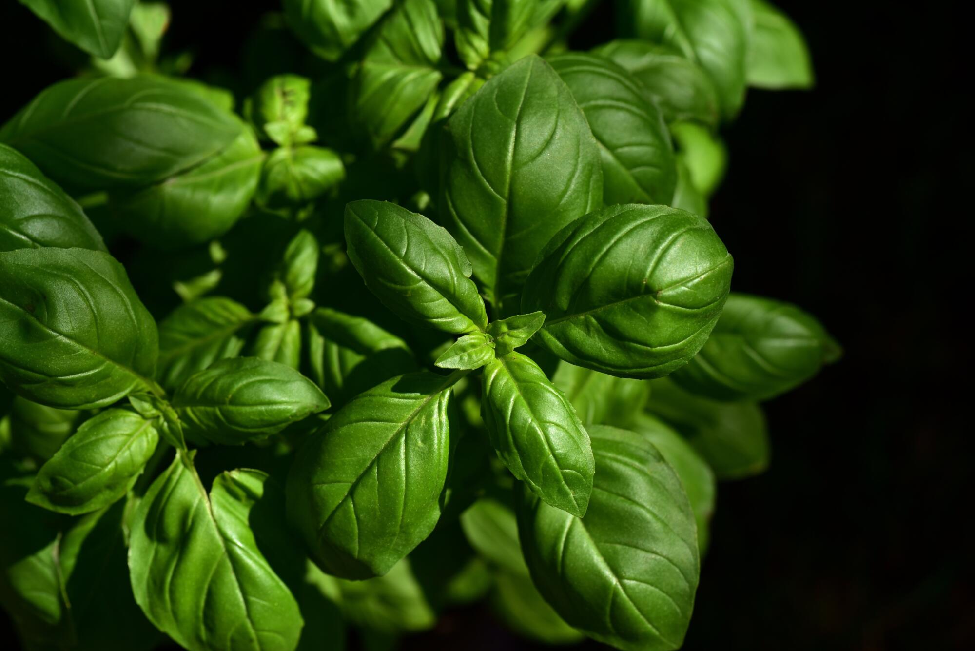 ulleo basil 3532424