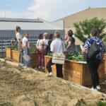 Osnovnošolci s Škofij v projektu Šolski »eko« vrtovi (FOTO) 7 vrt