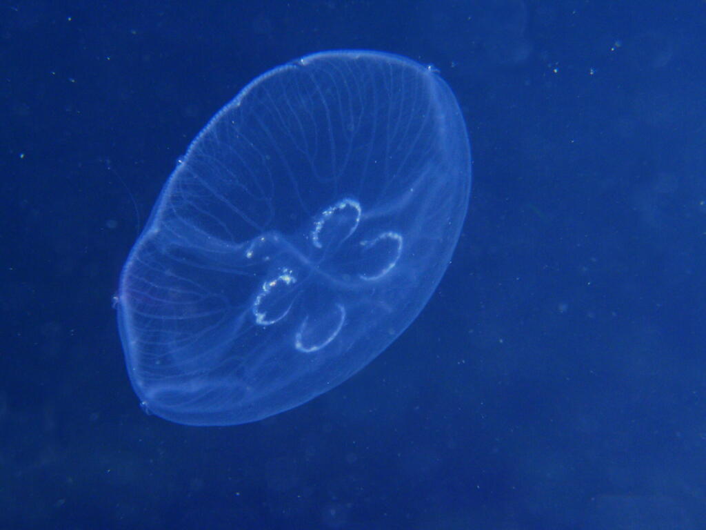 Aurelia aurita