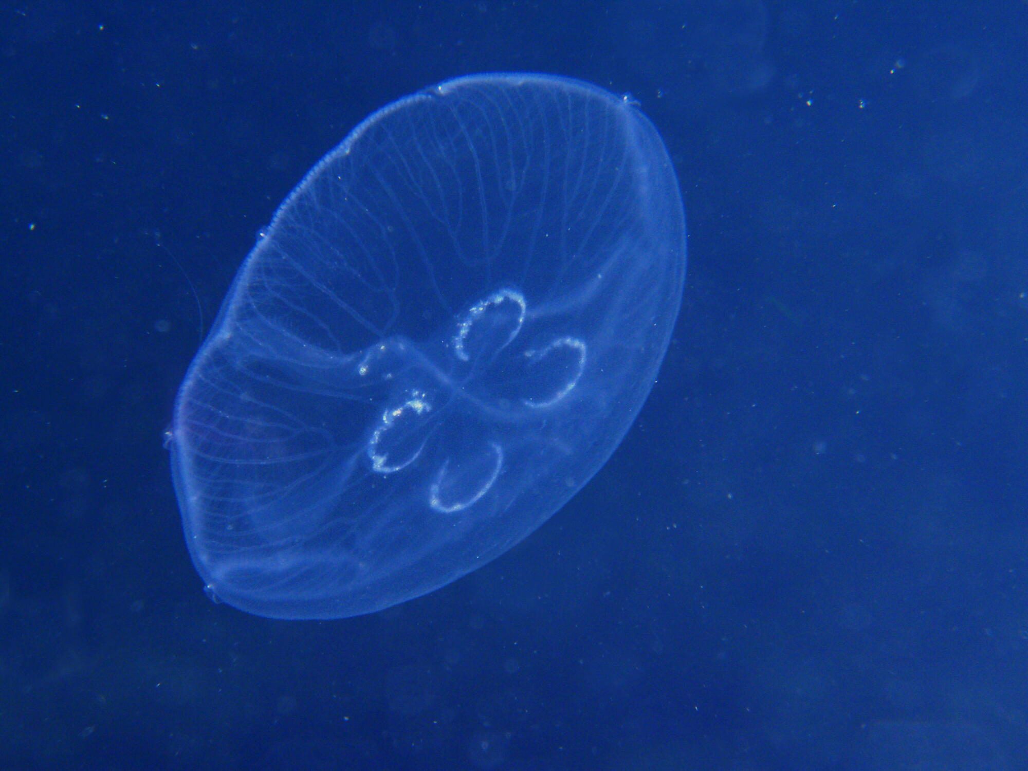Aurelia aurita