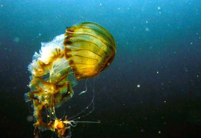 Chrysaora