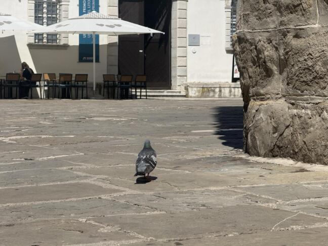Golob ptice Titov trg Koper ljudje