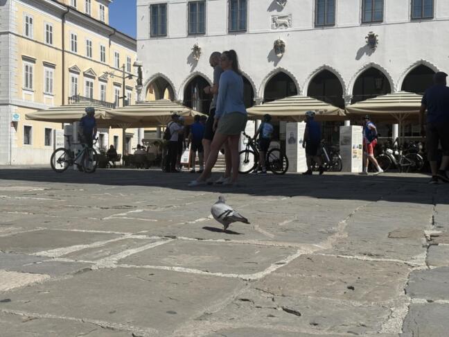 Golob ptice Titov trg Koper ljudje