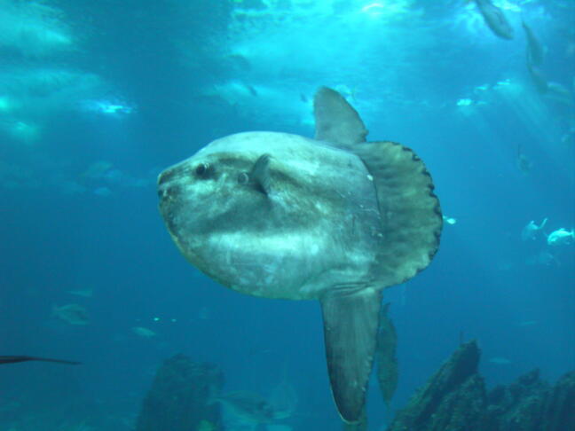 Mola mola Lisboa 20051020