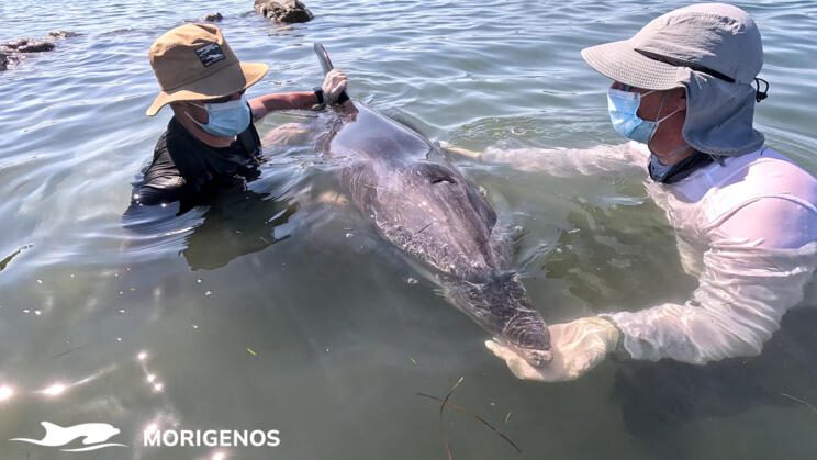 delfin