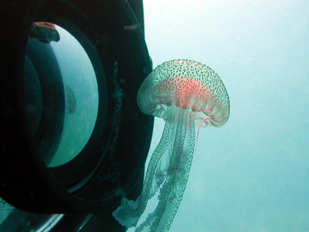 Pleagia meduze