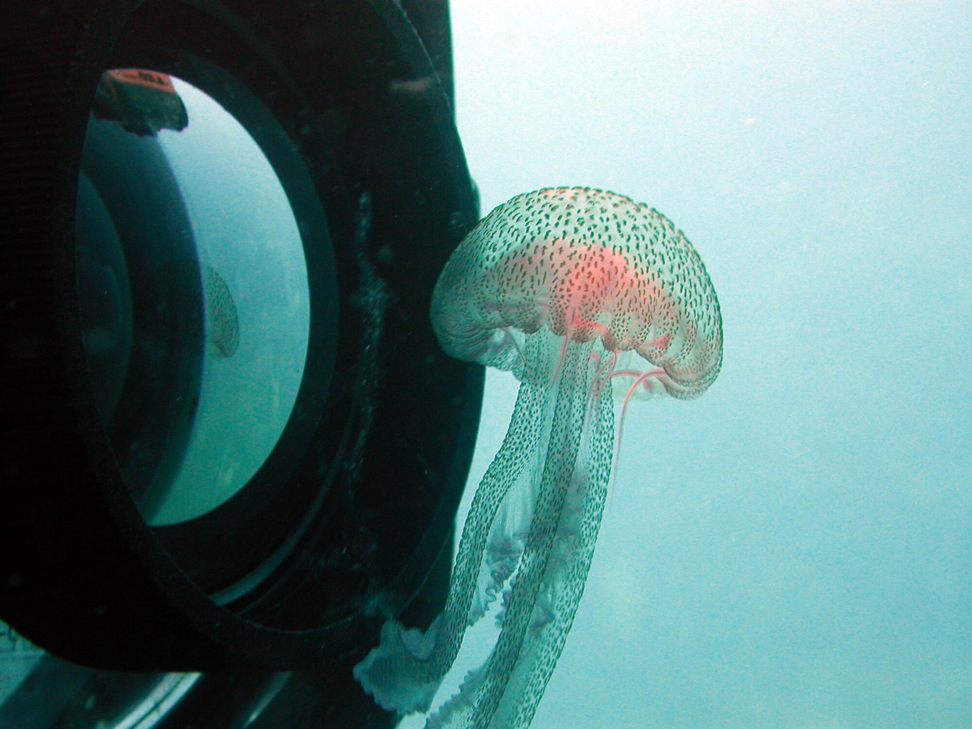 Pleagia meduze