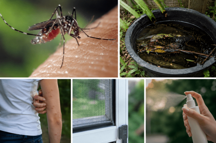 Strokovnjaki svarijo: insekticidi niso rešitev za komarje 3 insekticid