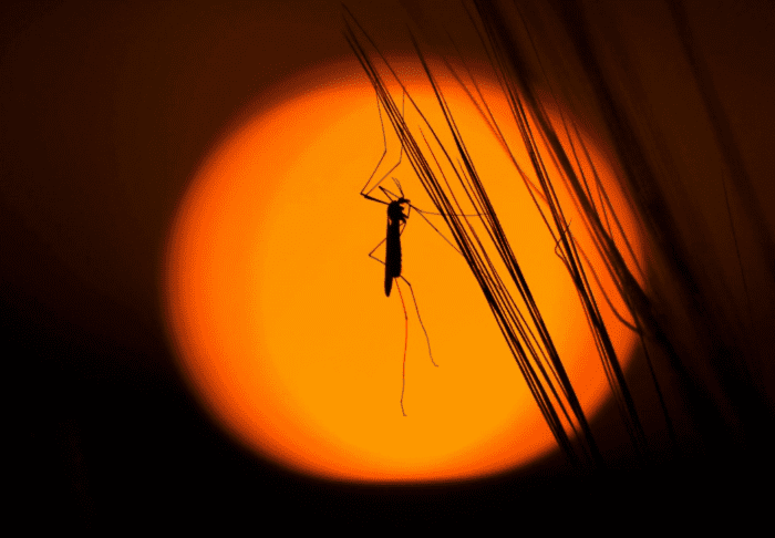 Strokovnjaki svarijo: insekticidi niso rešitev za komarje 2 insekticid