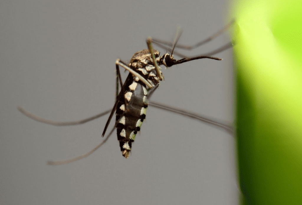 insekticidi