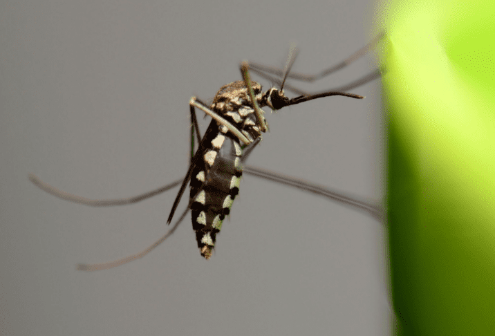 insekticidi