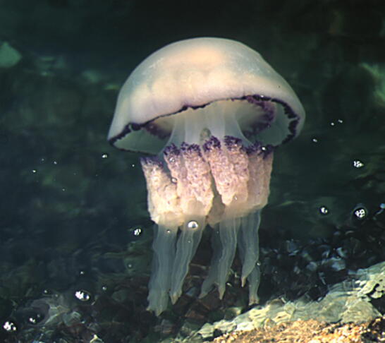 Rhizostoma