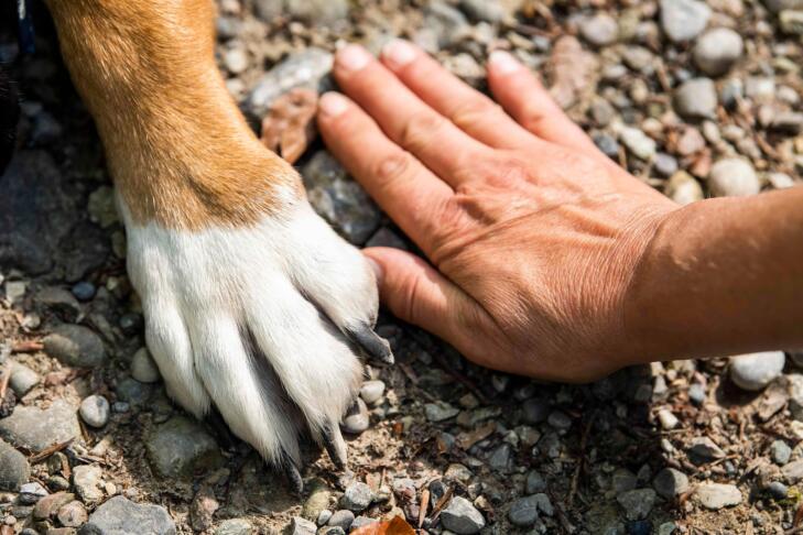 Pes tačka roka prijatelji dog