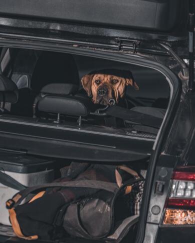 Veterinarji svarijo: Ena poletna napaka je lahko za psa usodna v 15 minutah 2 pexels mauroignaciotorres 9217953