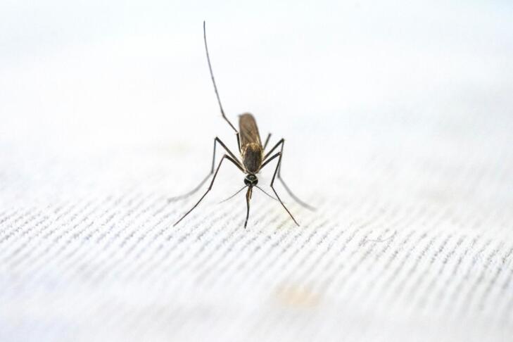 Strokovnjaki svarijo: insekticidi niso rešitev za komarje 2 pexels pragyanbezbo 9891863