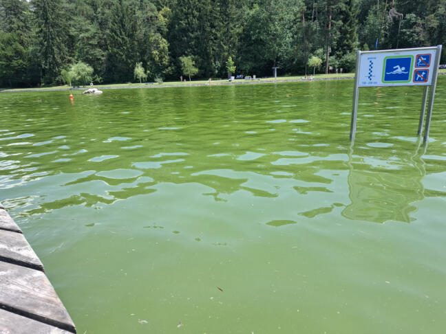 Alge v slovenskem morju: ARSO opozarja na previdnost pri kopanju 3 arso
