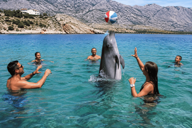 delfin