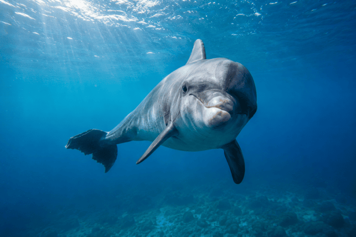 delfin oliver