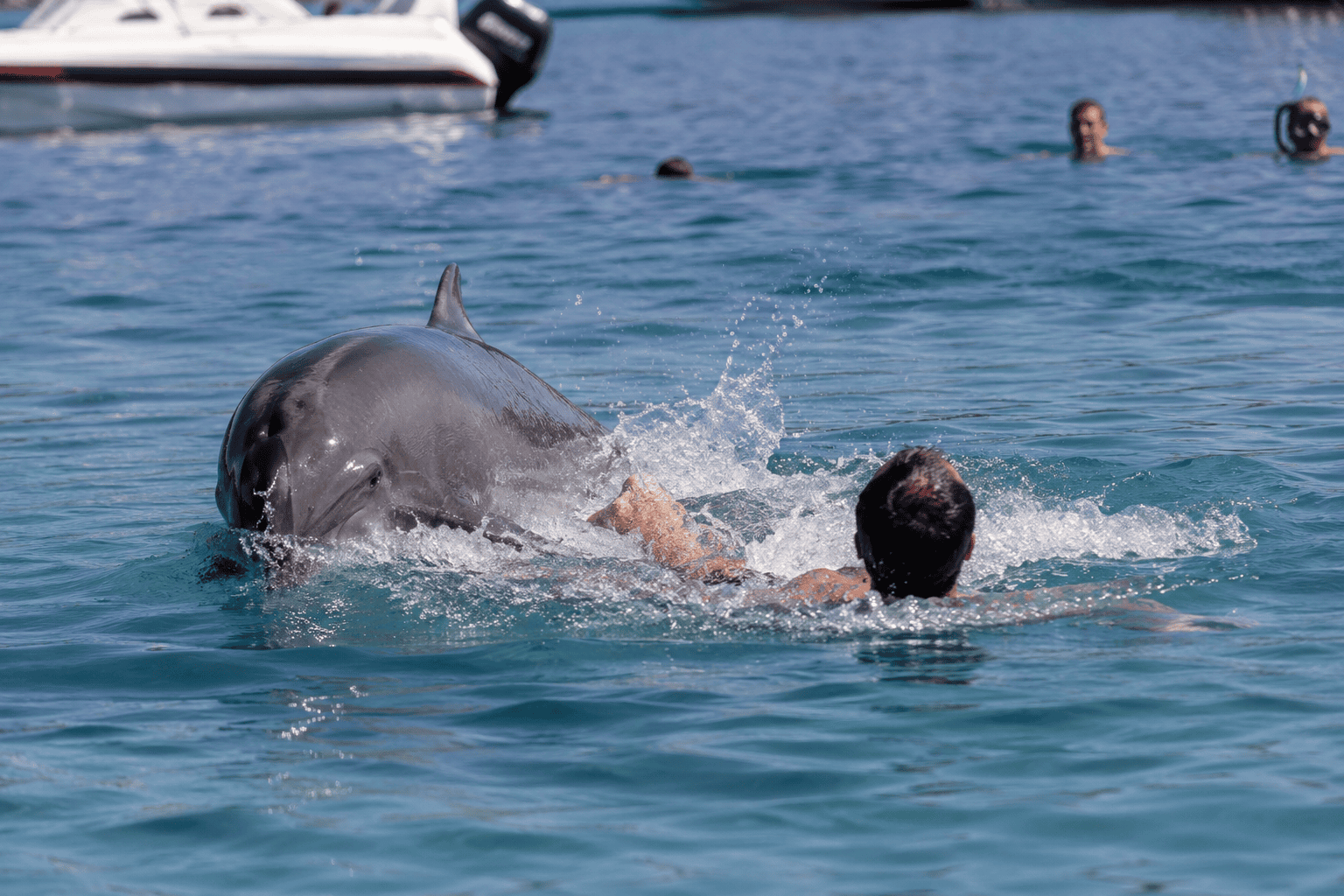 delfin oliver