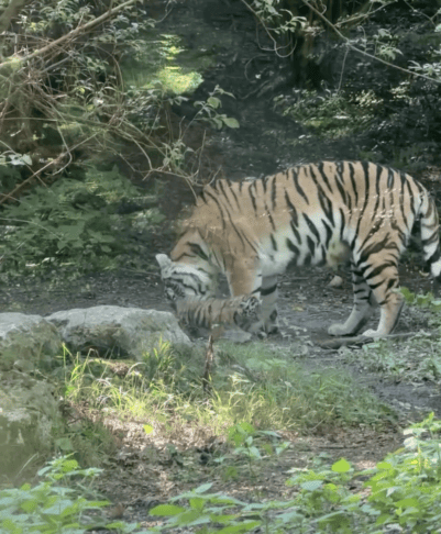 Mali sibirski tigri v Ljubljani navdušujejo: prvič so zapustili brlog (VIDEO)
