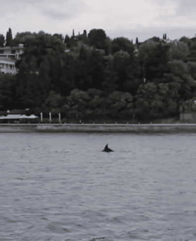 delfin