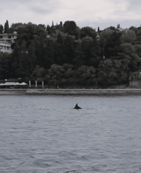 delfin