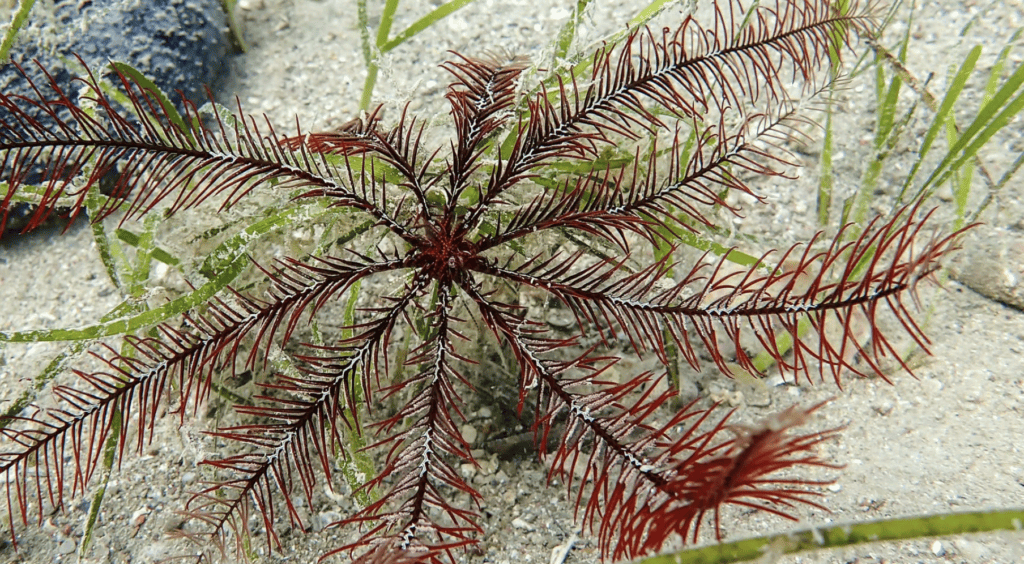 akvarij piran