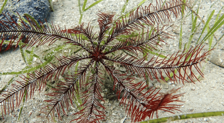 akvarij piran