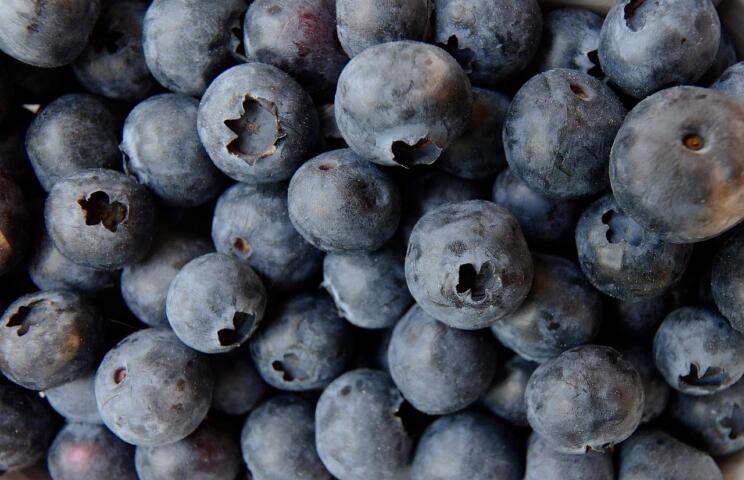 Domači borovničevi mafini, ki vedno uspejo: mehki, puhasti in pripravljeni v manj kot 30 minutah 3 blueberry 3357568 1280