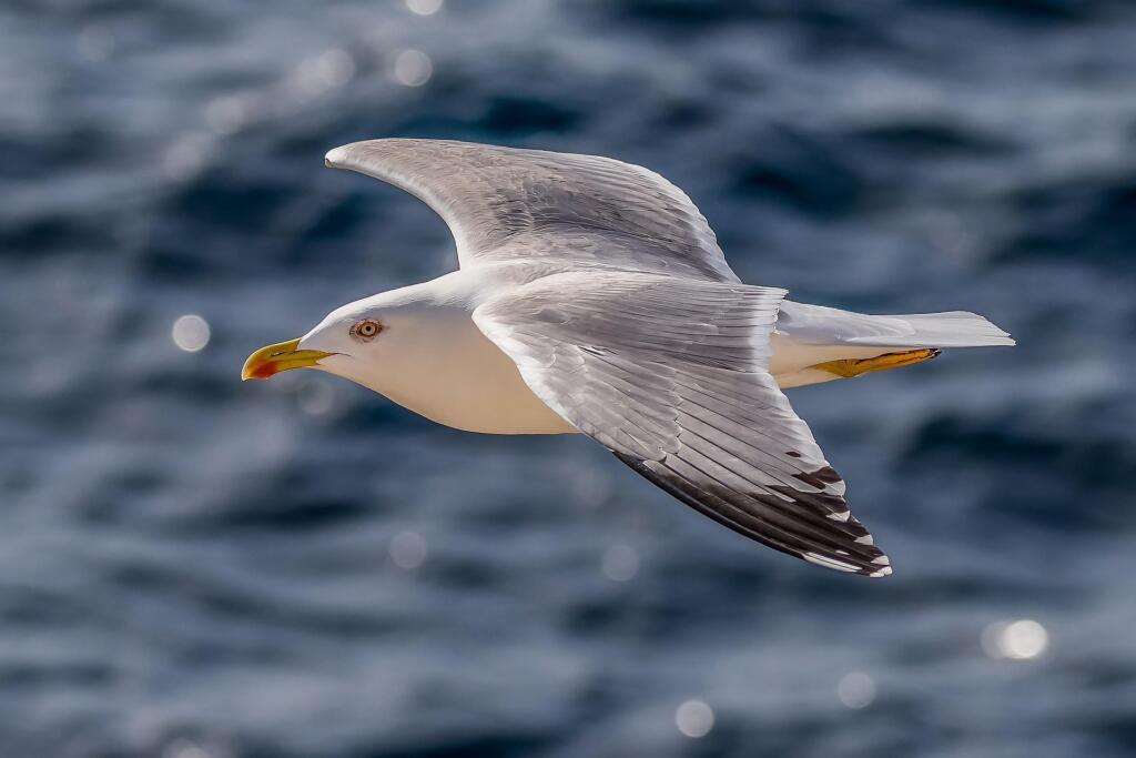 galebi