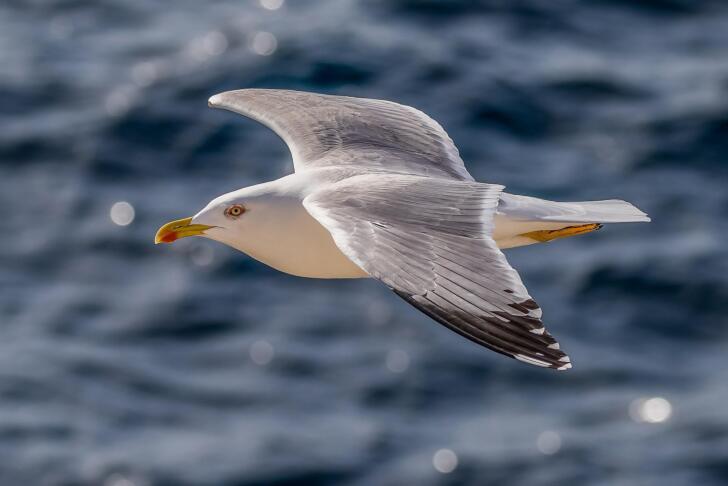 galebi