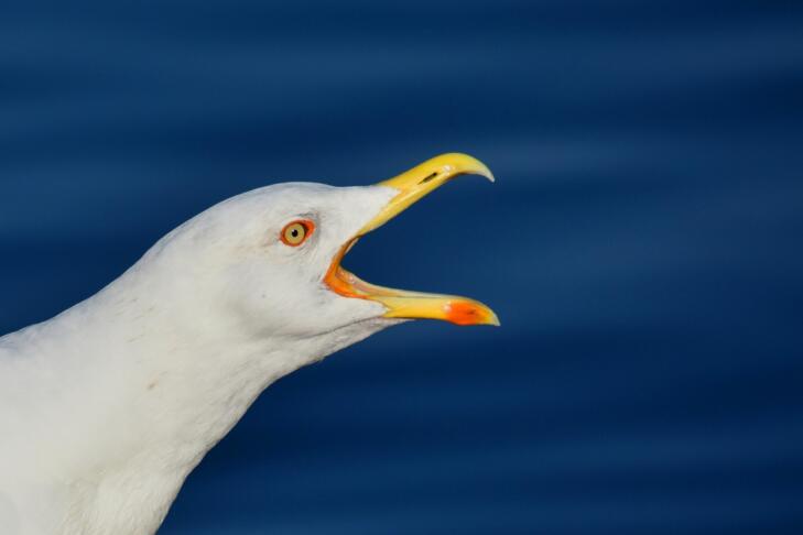 galeb