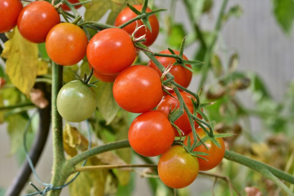 paradižnik tomato recept kulinarika