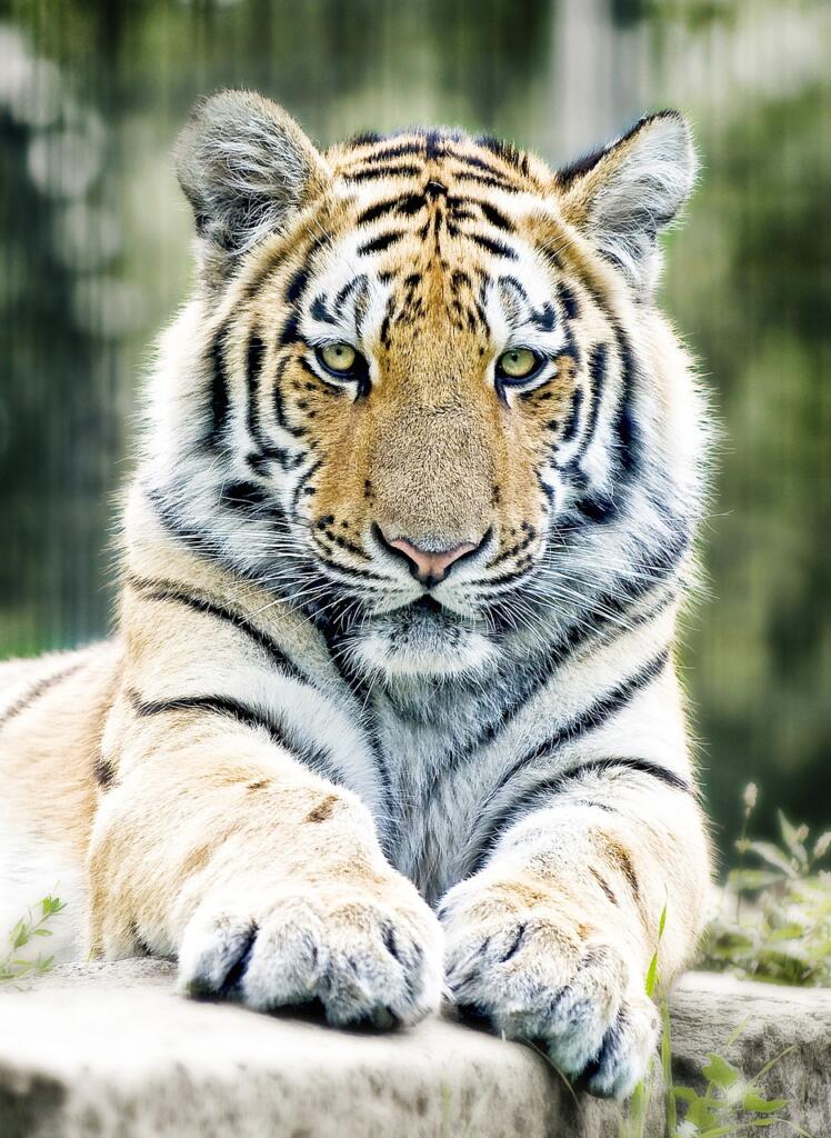 tiger 1367197 1280