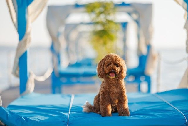 Pasje plaže na slovenski obali: 5 kotičkov, kjer lahko zaplava tudi vaš pes 13 pasja plaža kopanje psi hišni ljubljenčki morje portorož